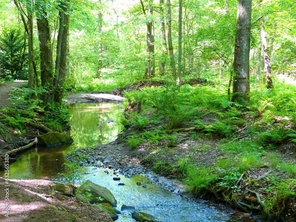 Obraz A clear stream meanders through a forest