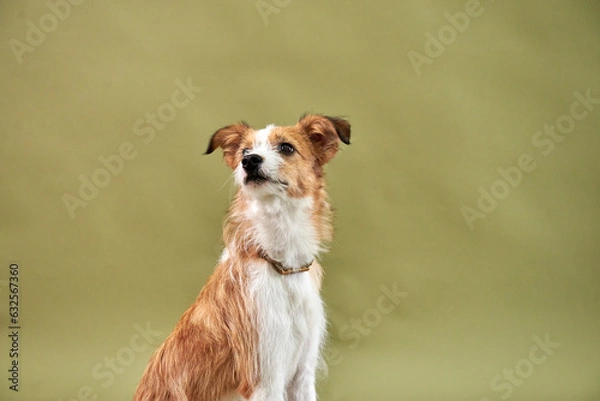 Fototapeta Portraite of cute puppy. Little smiling dog on bright trendy  background. Free space for text.