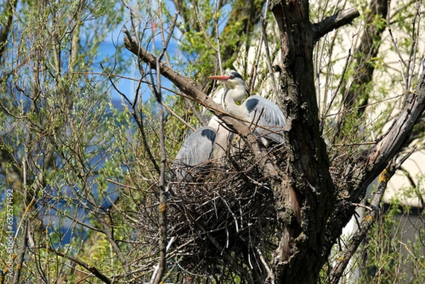 Fototapeta caring couple gray heron, Ardea cinerea, building nest in tree, birds parents rearing offspring, animal breeding in wild, wildlife conservation, feathered family in natural environment