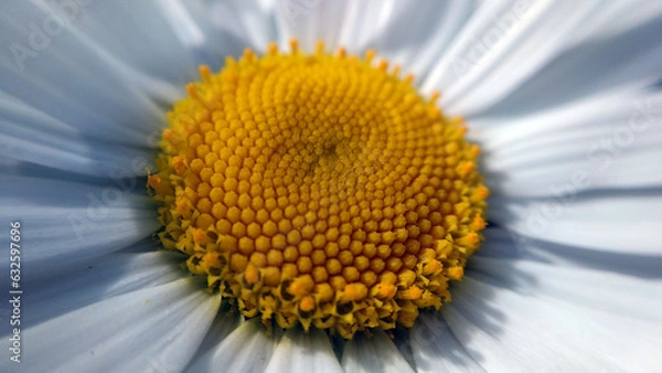 Fototapeta A close up view of a daisy flower blossom