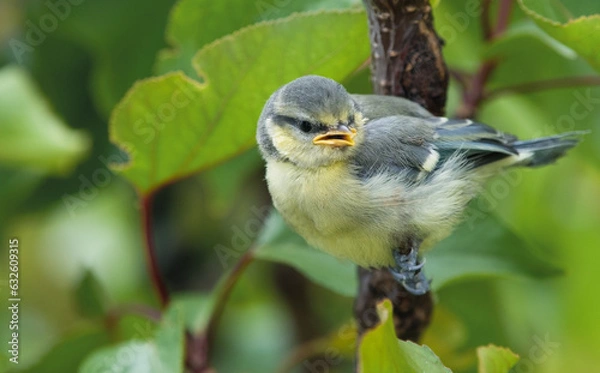 Fototapeta Beautiful little angry still yellow baby bird  (later blue) waiting for his mum to feed him on fresh green apricot tree background. Baby blue tit (Lat.: Cyanistes Caeruleus or Parus Caeruleus). 