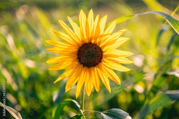 Obraz Beautiful sunflower in the field at sunset. Concept of summer, sun