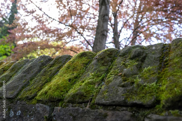 Fototapeta moss-covered stone wall in a park