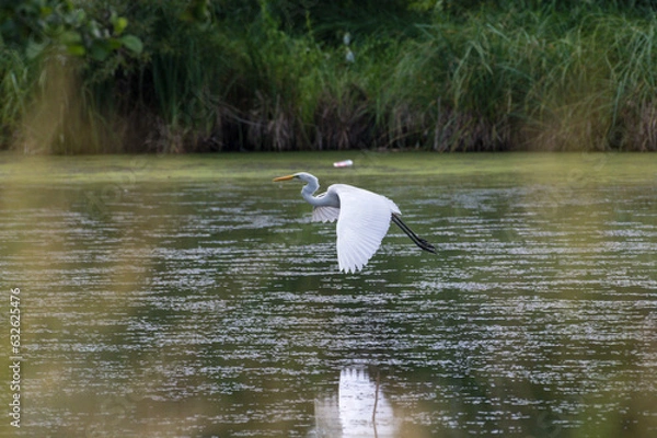 Obraz White stork taking off in Ukraine