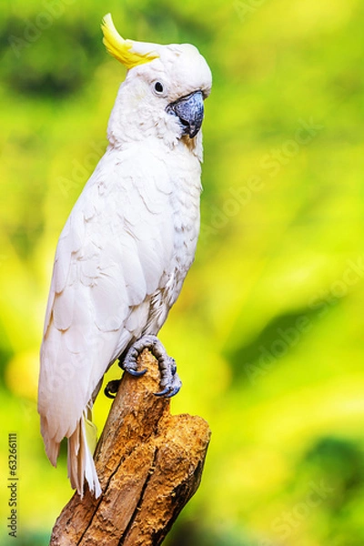 Obraz Yellow Crested Cockatoo