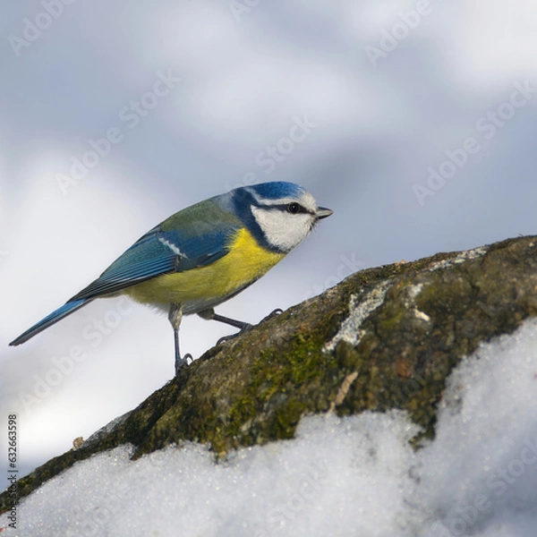 Obraz Bluetit