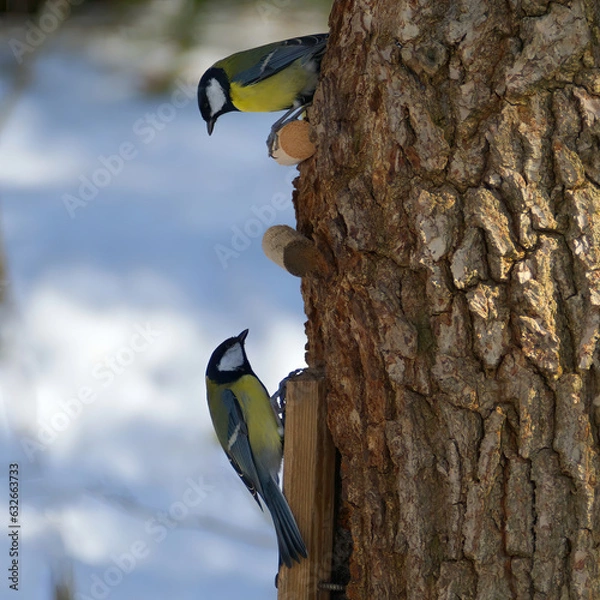 Obraz 2 tits looking