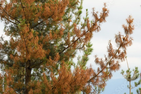 Fototapeta Close-up of pine tree affected by brown band fungus (Mycrosphaerella dearnessii).