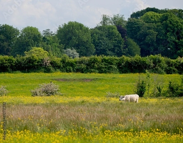Obraz landscape with cows