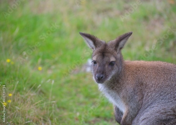Obraz A wallaby (Notamacropus)