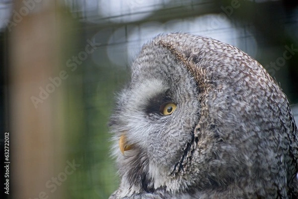 Obraz Great gray owl (Strix nebulosa)