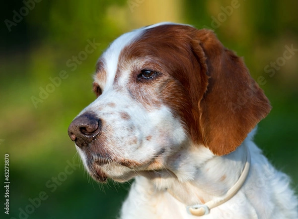 Obraz Irish red and white setter portrait