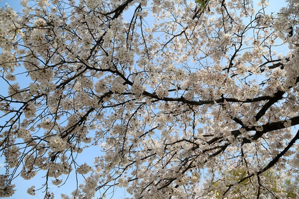 Fototapeta 公園に咲く染井吉野
