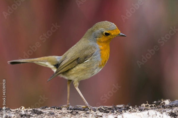 Obraz Rougegorge familier - Erithacus rubecula - European Robin