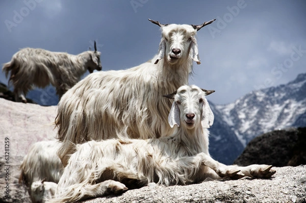 Obraz Kozy na skałach