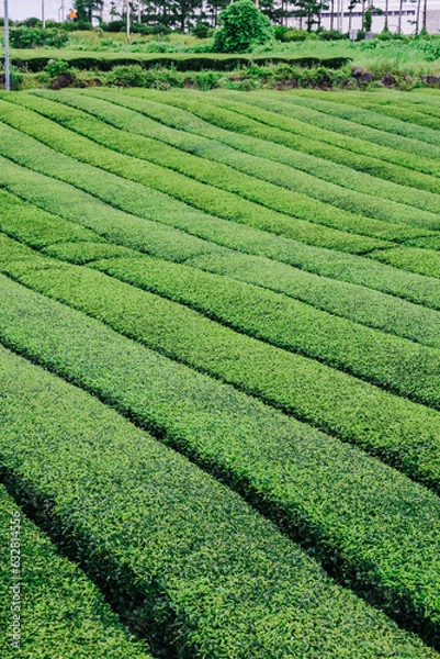 Obraz Osulloc Green Tea Farm Scenery in summer.