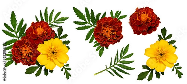 Fototapeta Floral composition of marigold flowers and leaves. Set of elements for creating collage or design, postcards, invitations. Marigold flowers with leaves isolated on transparent background.