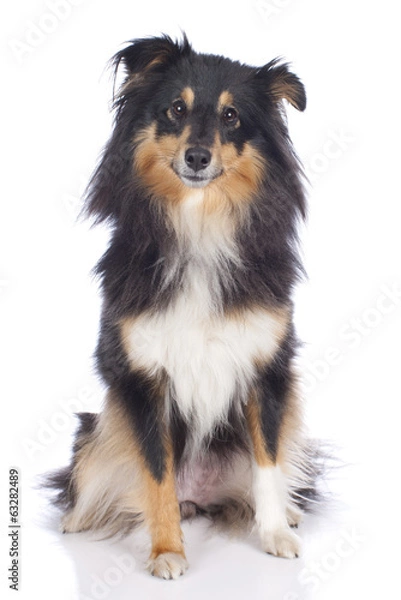 Obraz Sheltie sitzend auf weiß
