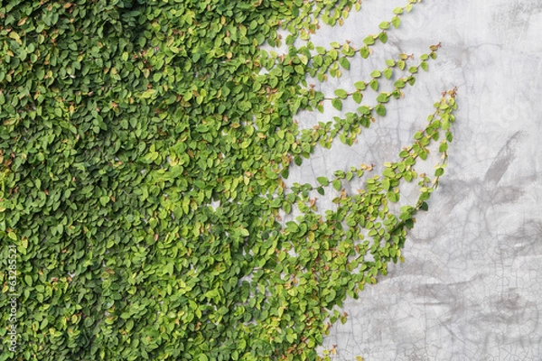 Obraz Green creeper on cement wall