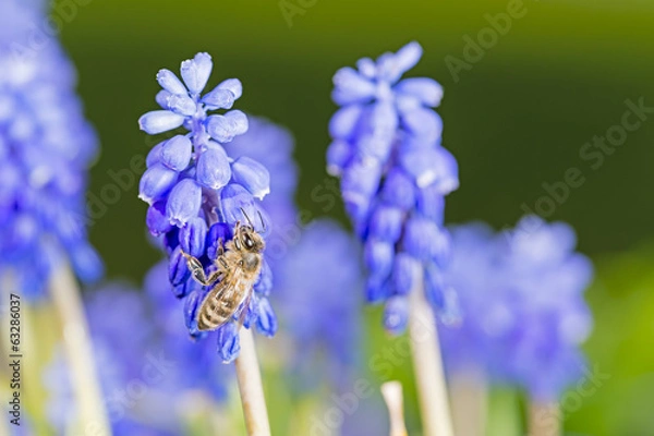 Obraz Bee on blue flowers