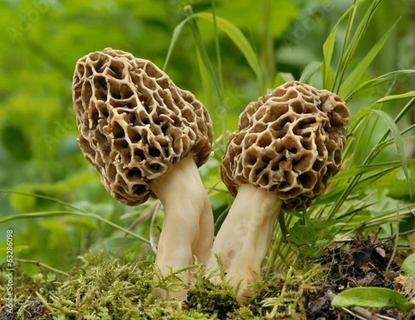 Obraz Morchella esculenta