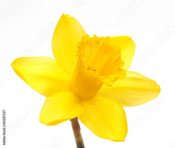 Fototapeta Osterglocken