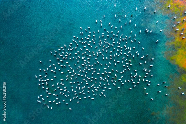 Fototapeta Abstract view of flock of swans from above