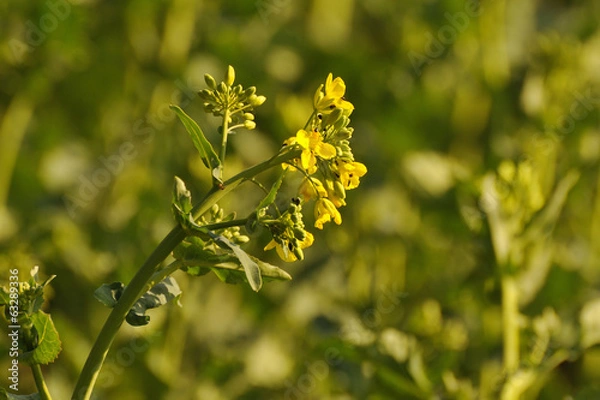 Fototapeta Rapsblüte
