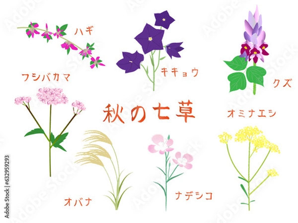 Obraz 秋の七草の植物のイラストと文字入り