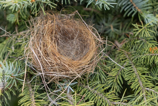 Fototapeta Empty bird’s nest in coniferous tree - close-up view of dry twigs and grasses - no eggs or baby birds - green needles in background - taken from above. Taken in Toronto, Canada.