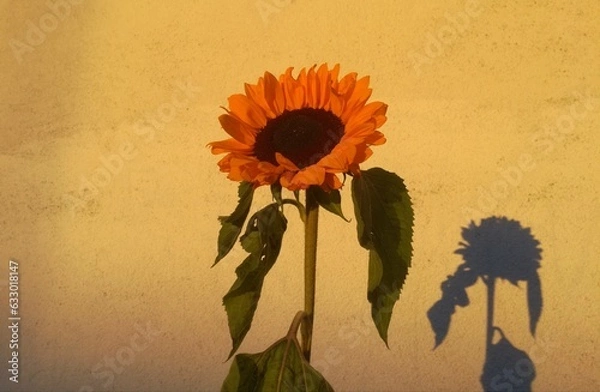 Obraz Sunflower's shadow on the wall.