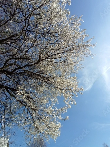 Obraz A blossoming apple tree against the sky.