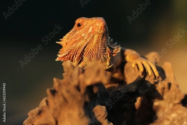 Obraz Pogona is a genus of reptiles containing eight lizard species, which are often known by the common name bearded dragons.