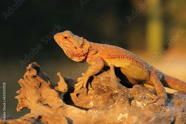 Obraz Pogona is a genus of reptiles containing eight lizard species, which are often known by the common name bearded dragons.