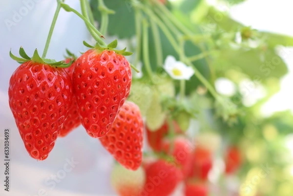 Obraz 赤いイチゴ