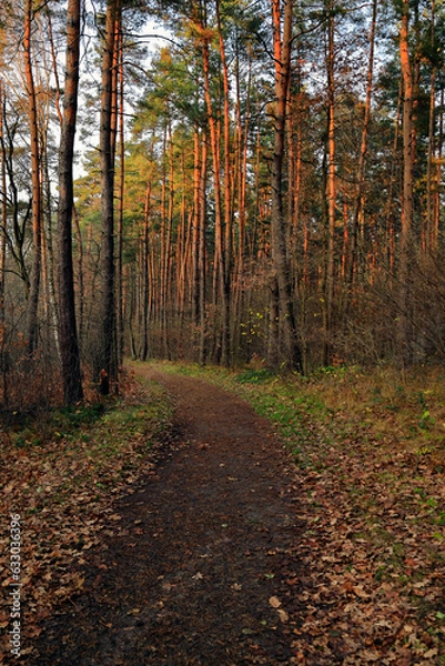 Fototapeta Path in the autumn forest at sunset.