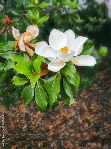 Obraz  Flor del magnolio