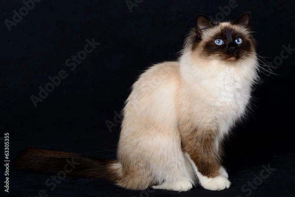Obraz portrait de chats birman
