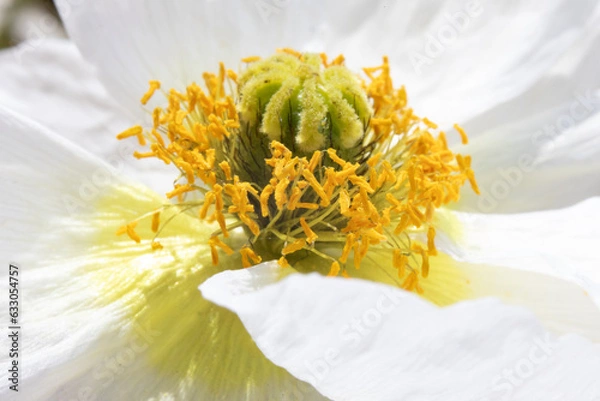 Fototapeta Blüte mit Kelch 