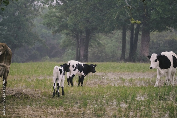 Fototapeta Calves in Texas spring field on farm.