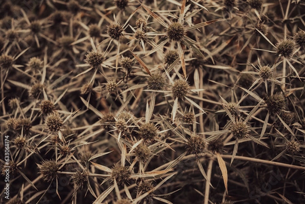 Fototapeta Close up shot of dry plant in field in summer season