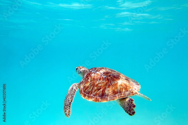 Obraz Turtle, underwater shot, shallow focus, Riviera Maya