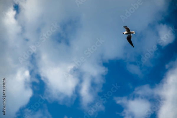 Fototapeta seagull in the sky