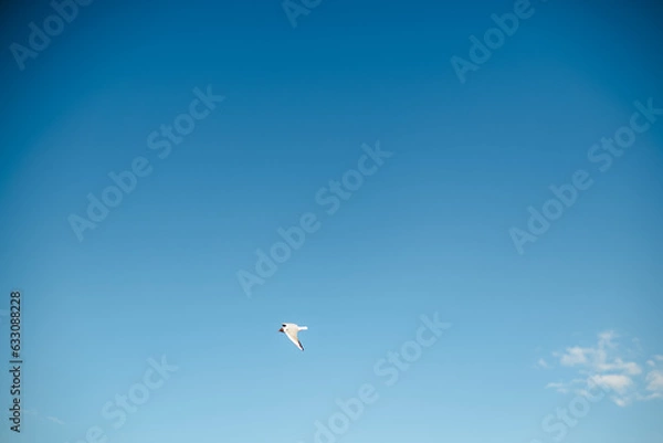 Fototapeta seagull in the sky