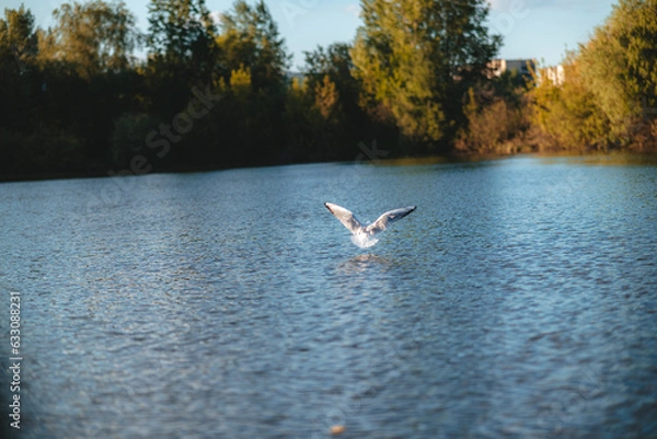 Fototapeta seagull flying over the water