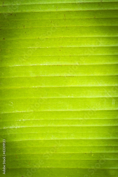 Obraz Green palm leaf background with vignette effect