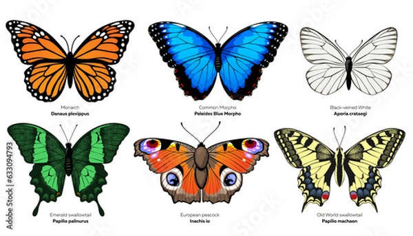 Fototapeta Butterflies collection. Vector illustration isolated on white background