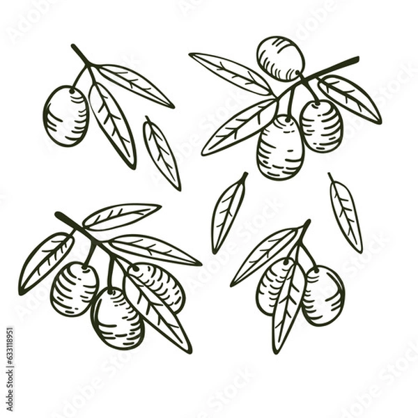 Obraz 
Branches with leaves and fruits of olive. Set of isolated hand drawings for design. Isolated vector illustration on a white background.