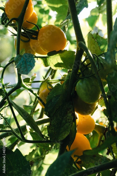 Obraz Yellow Cherry Tomatoes easy garden