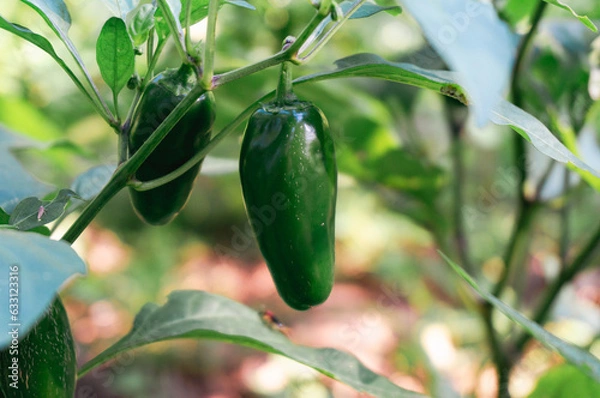 Obraz Green Pepper growing